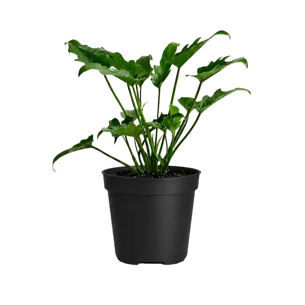 GREENX PHILODENDRON XANADU