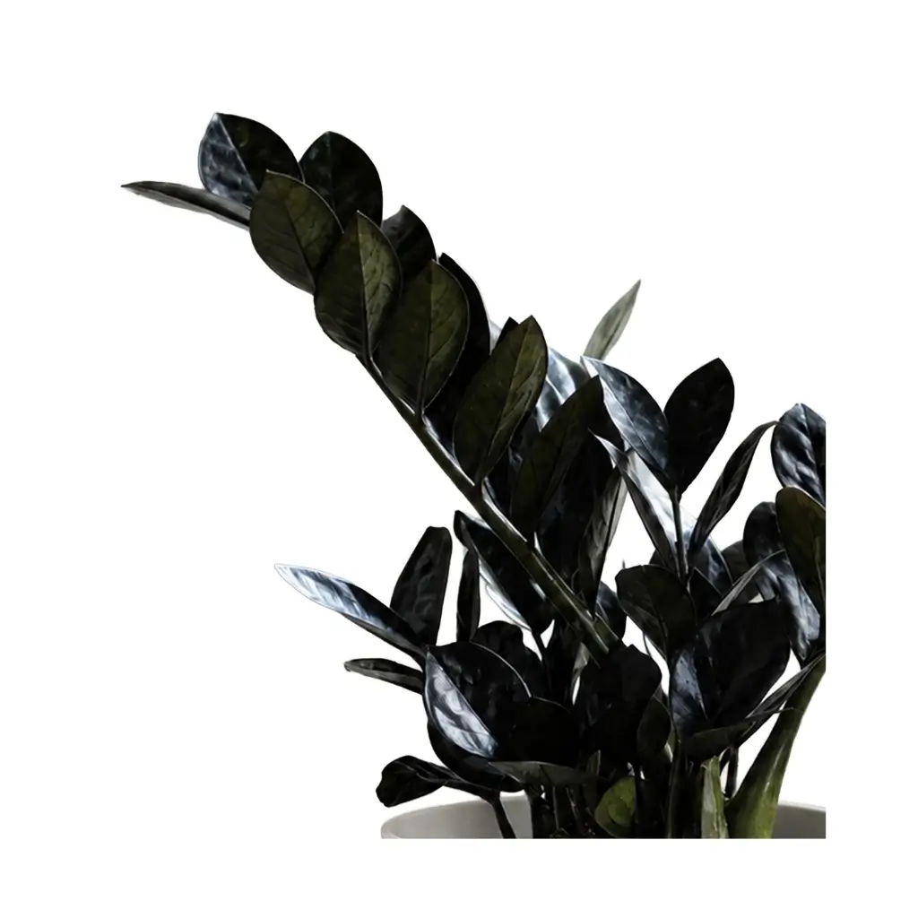 GREENX ZZ PLANT BLACK
