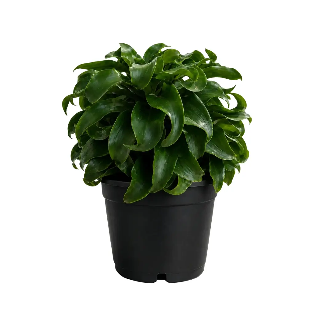 GREENX DRACENA TWISTED