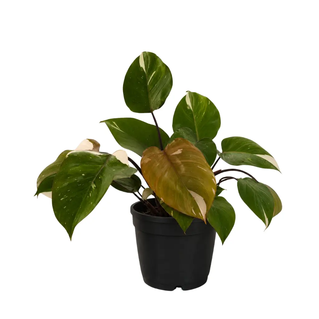GREENX PHILODENDRON PINK PRINCESS