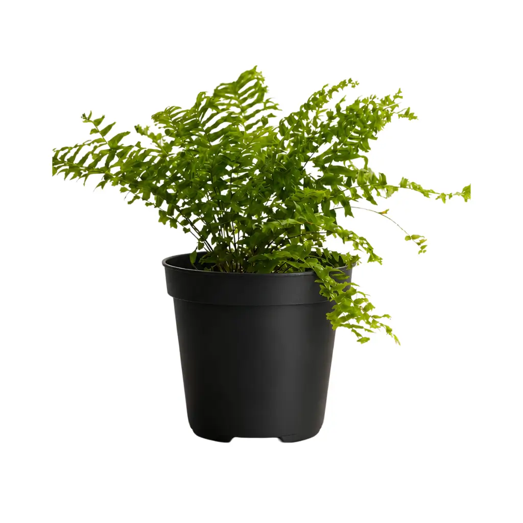 GREENX FERN