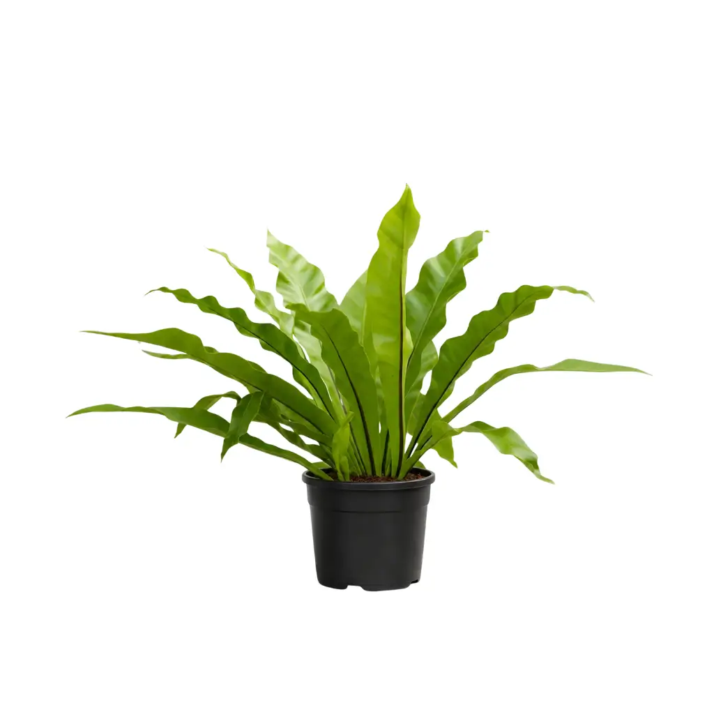GREENX BIRD NEST FERN