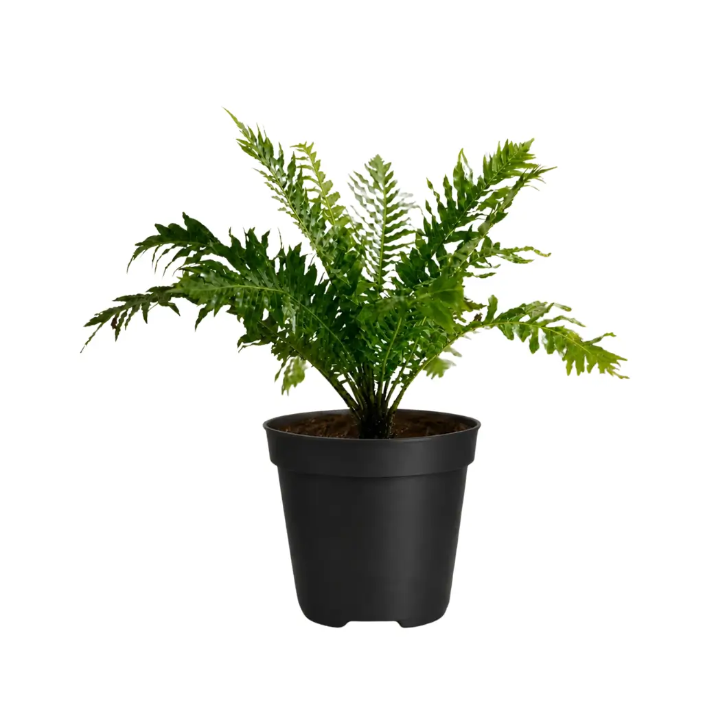 GREENX TREE FERN