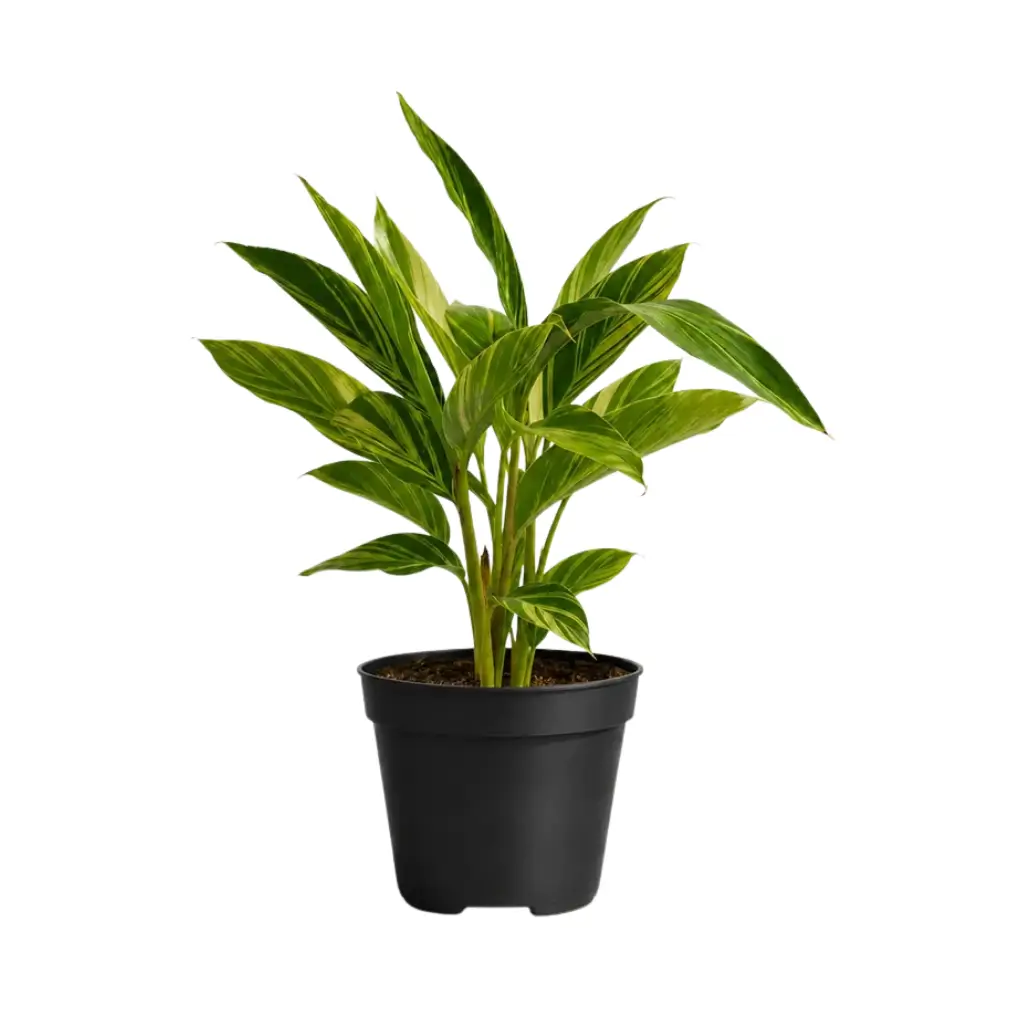 GREENX ALPINIA VARIEGATED