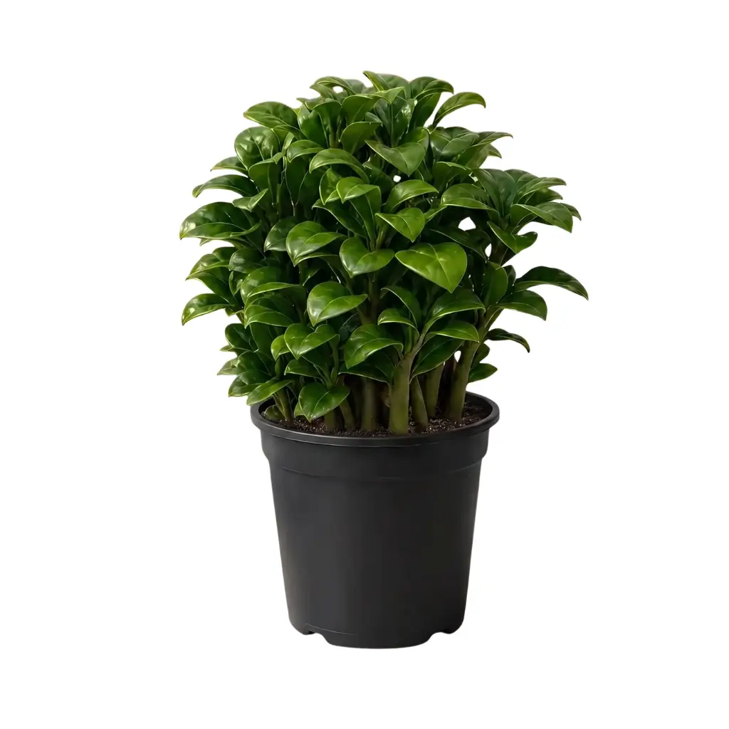 GREENX ZZ DWARF
