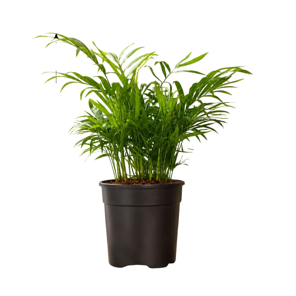 GREENX ARECA PALM MINIATURE