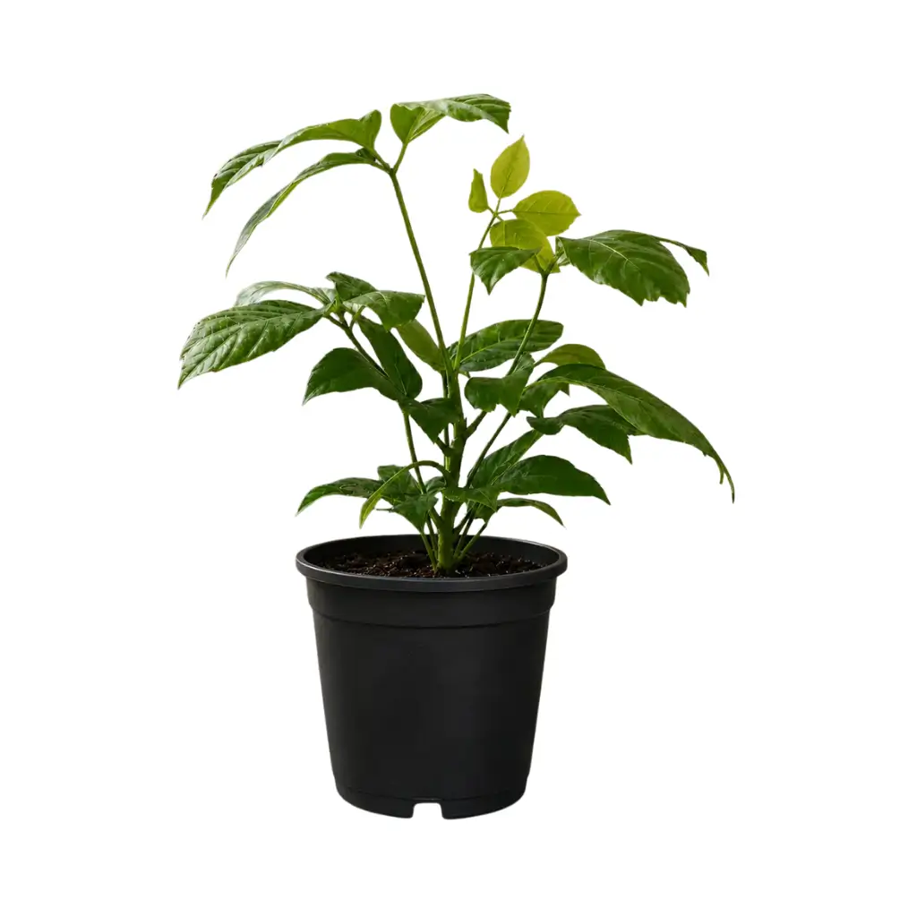 GREENX BRASSIA GOLD
