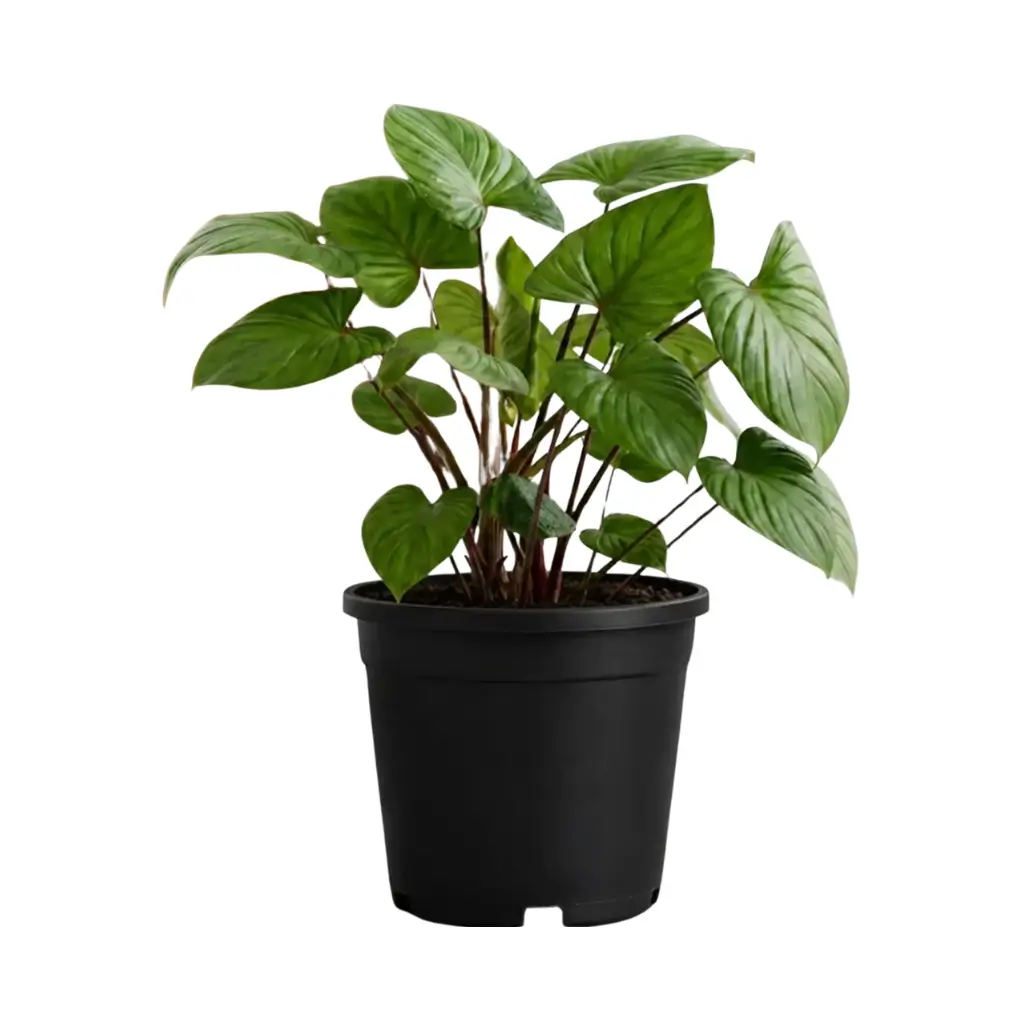 GREENX HOMALOMENA RUBESCENS