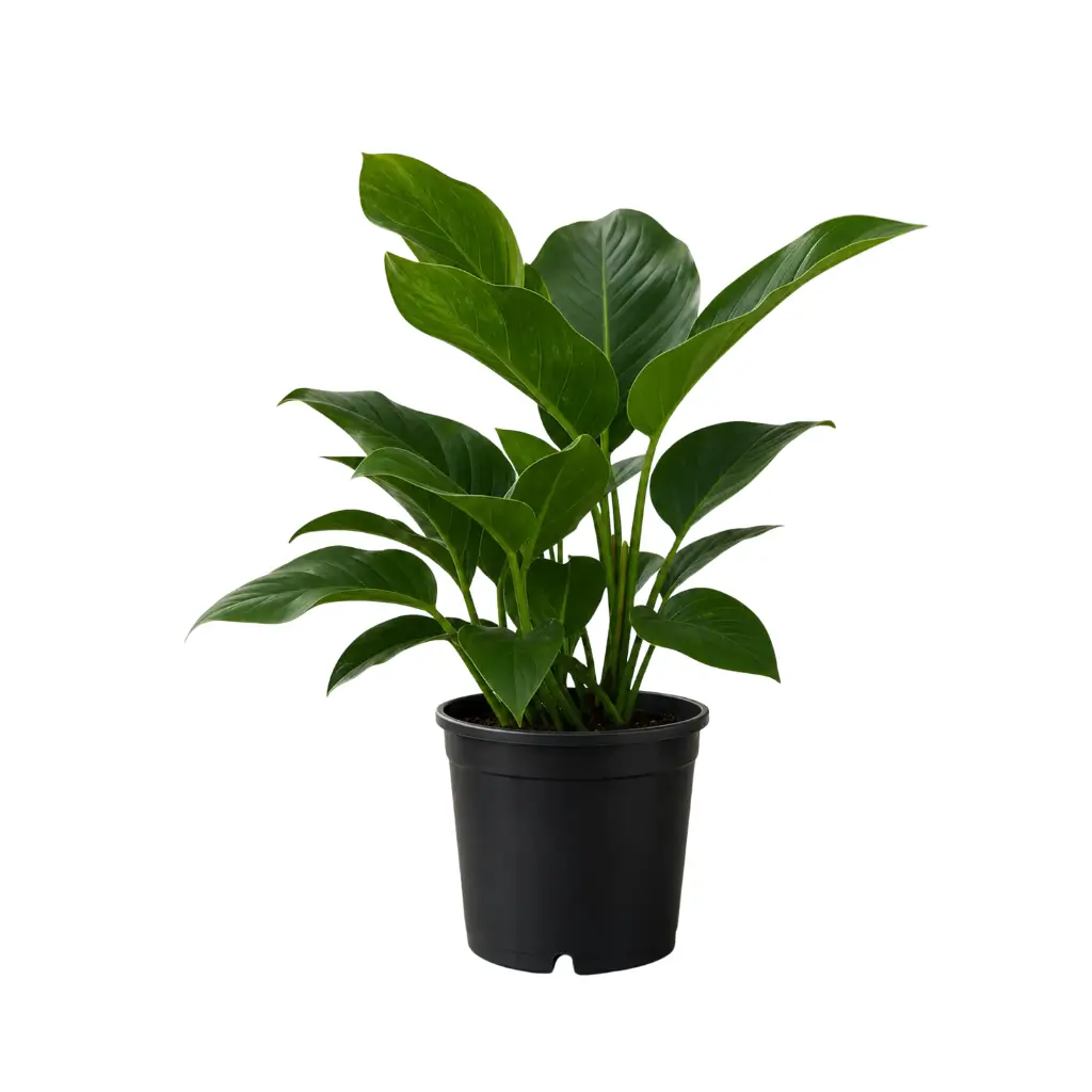 GREENX PHILODENDRON CONGO GREEN