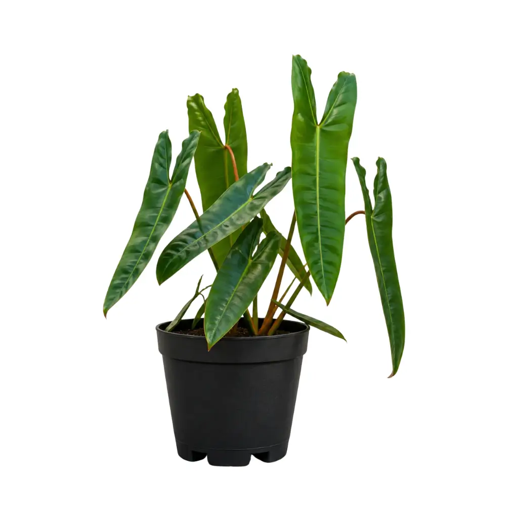 GREENX PHILODENDRON BILLIETIAE