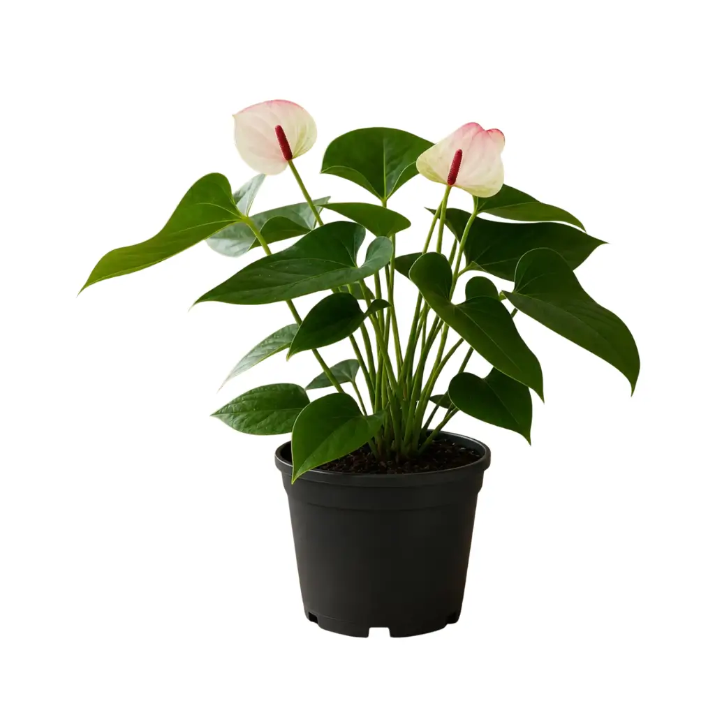 GREENX ANTHURIUM PRINCESS