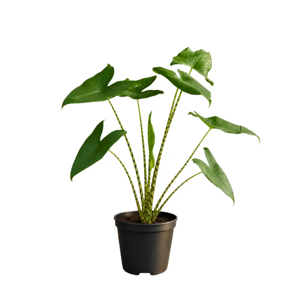 GREENX ALOCASIA ZEBRINA