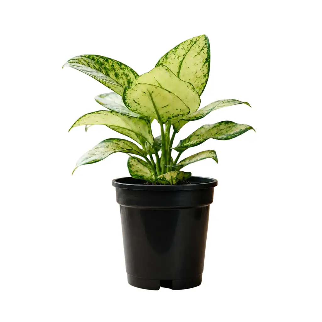 GREENX AGLAONEMA THAI (SNOW WHITE)