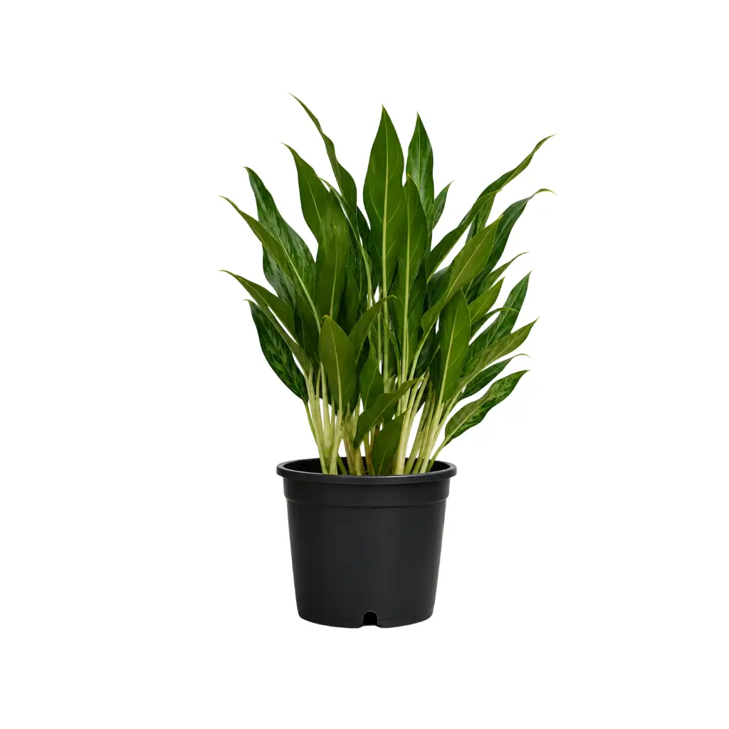 GREENX AGLAONEMA WHITE STEM