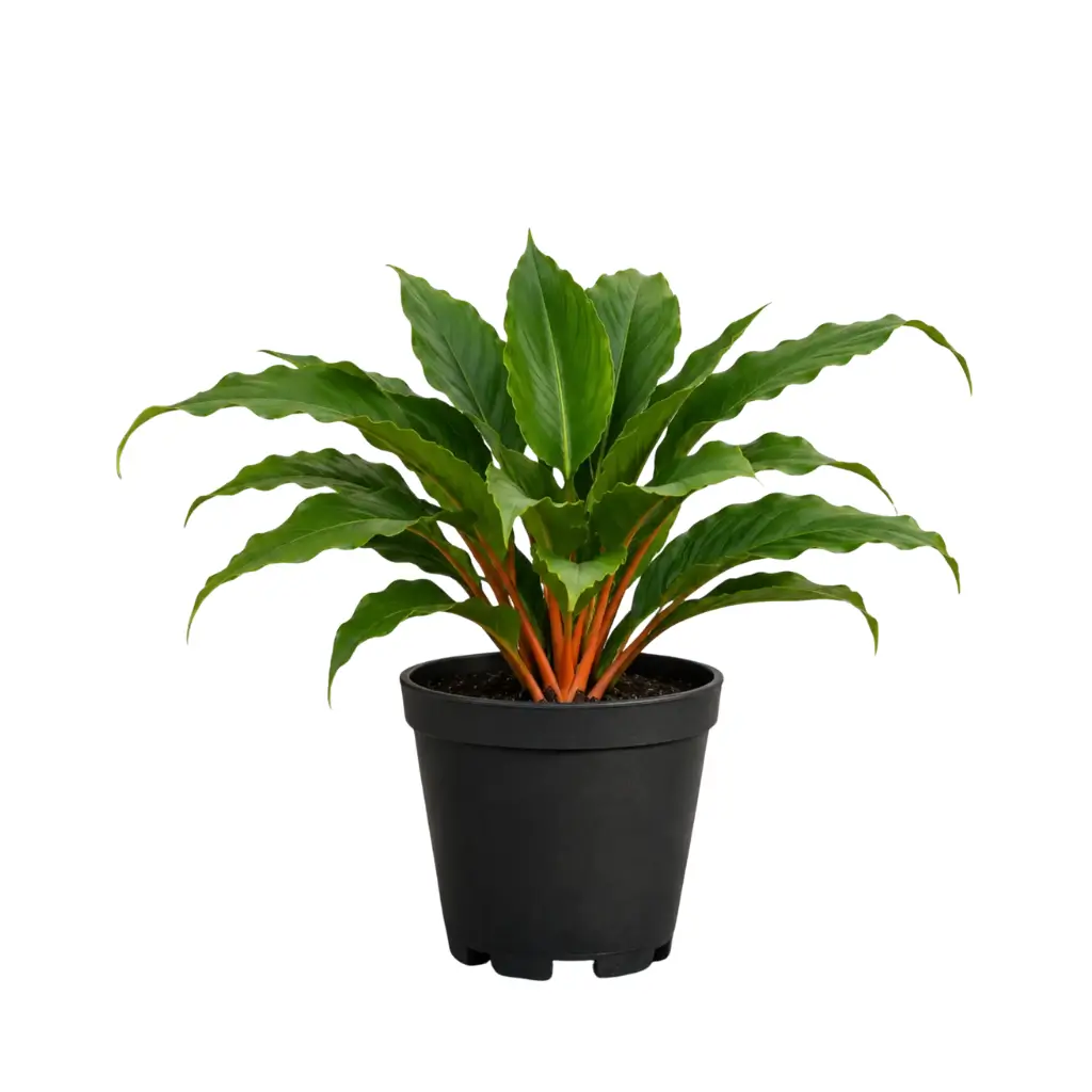 GREENX MANDARIN PLANT (CHLOROPHYTUM ORCHIDASTRUM)