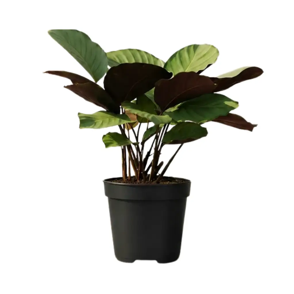 GREENX CALATHEA SILVER PLATE
