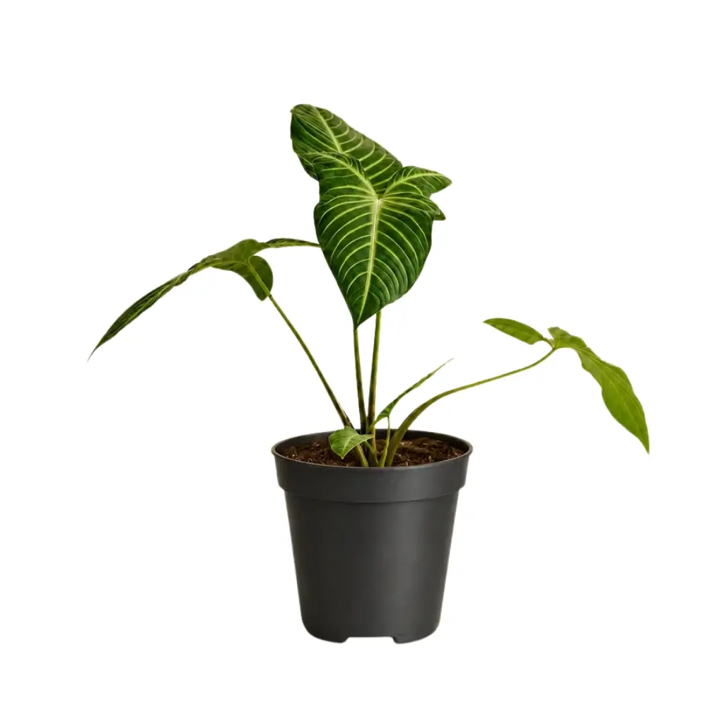 GREENX PHYLLOTAENIUM LINDENII(ANGEL'S WING)