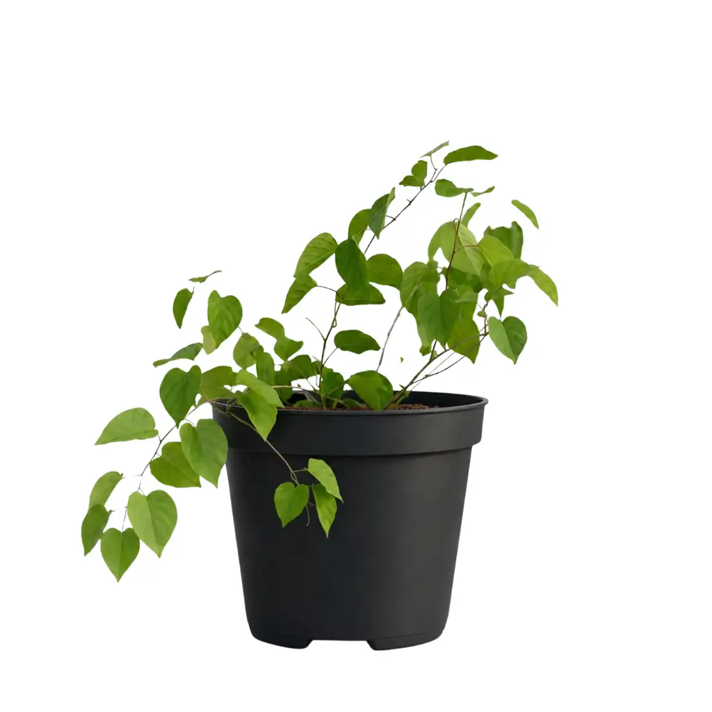 GREENX PRINCESS VINE