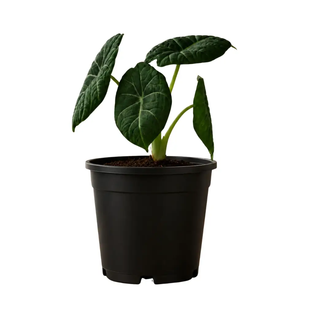 GREENX ALOCASIA MAHARANI