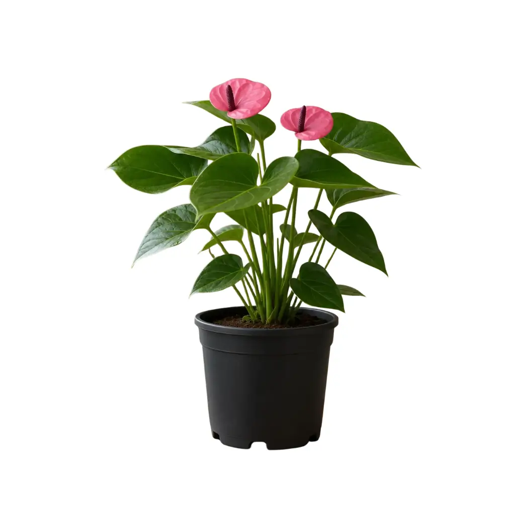 GREENX ANTHURIUM MINI PURPLE