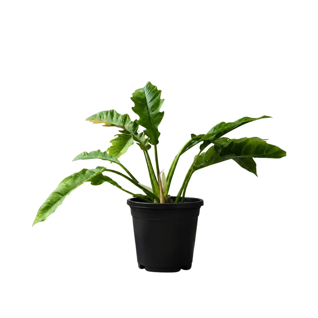 GREENX PHILODENDRON RING OF FIRE VARIEGATED