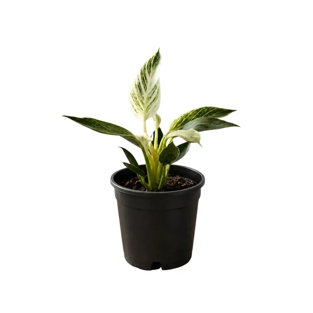 GREENX PHILODENDRON BIRKIN