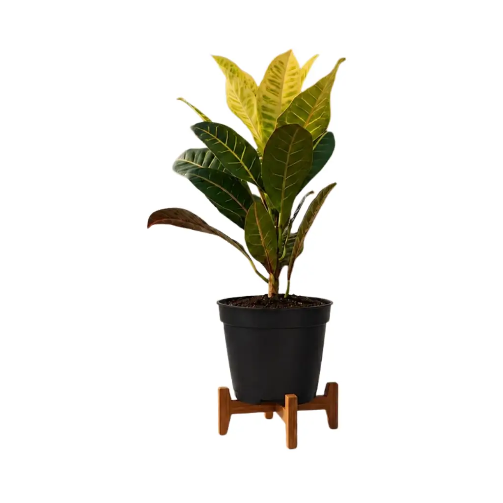 GREENX CROTON