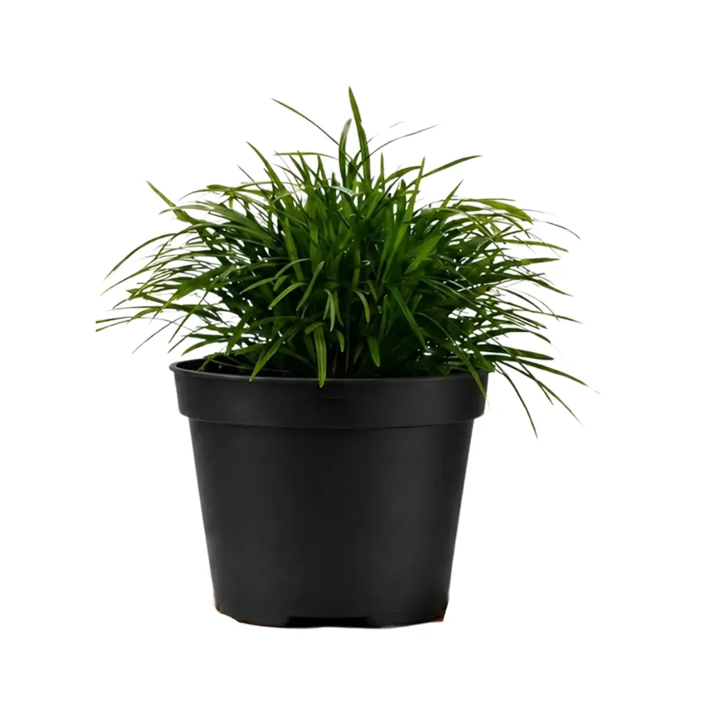 GREENX NEEDLE GRASS