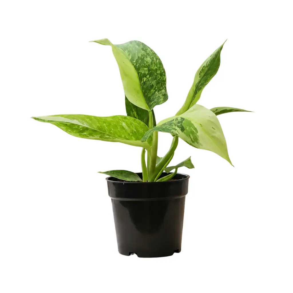 GREENX PHILODENDRON JOSE BUONO