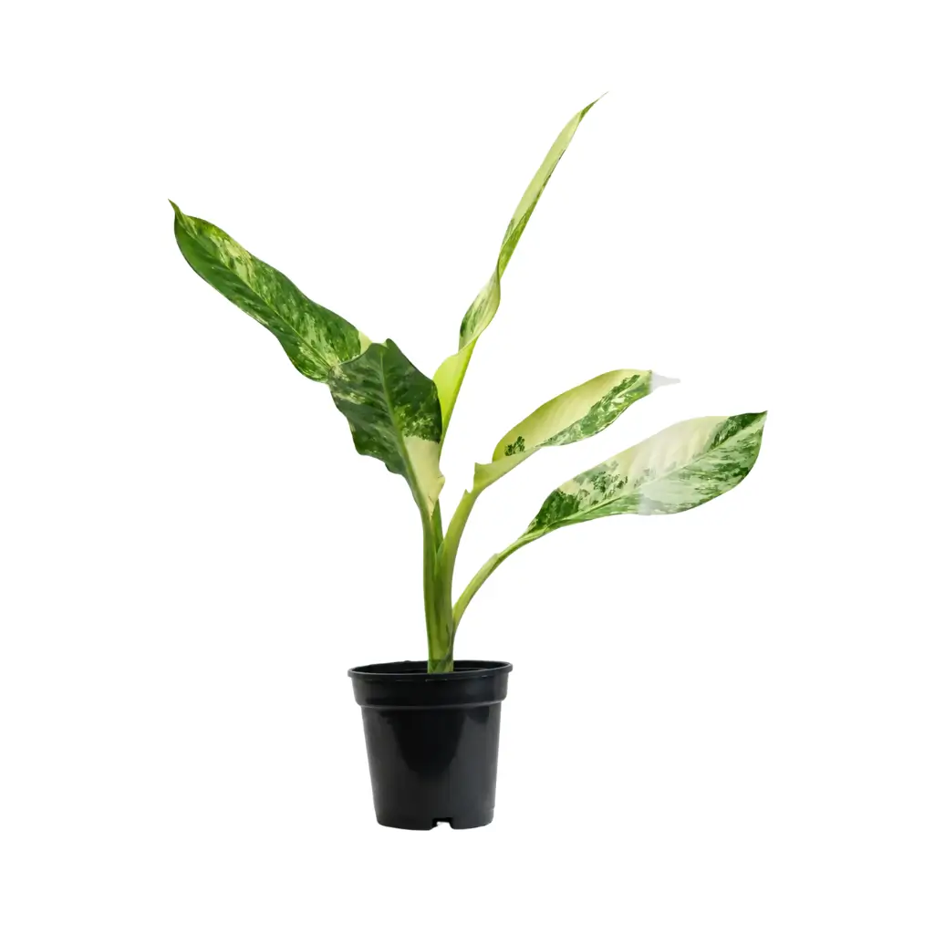GREENX DIEFFENBACHIA BIG BEN