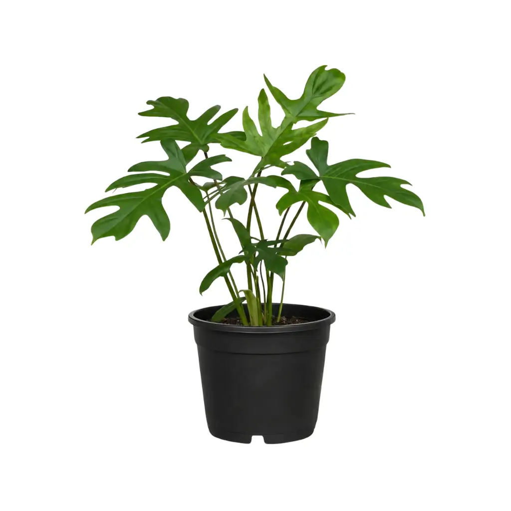 GREENX PHILODENDRON MAYOI