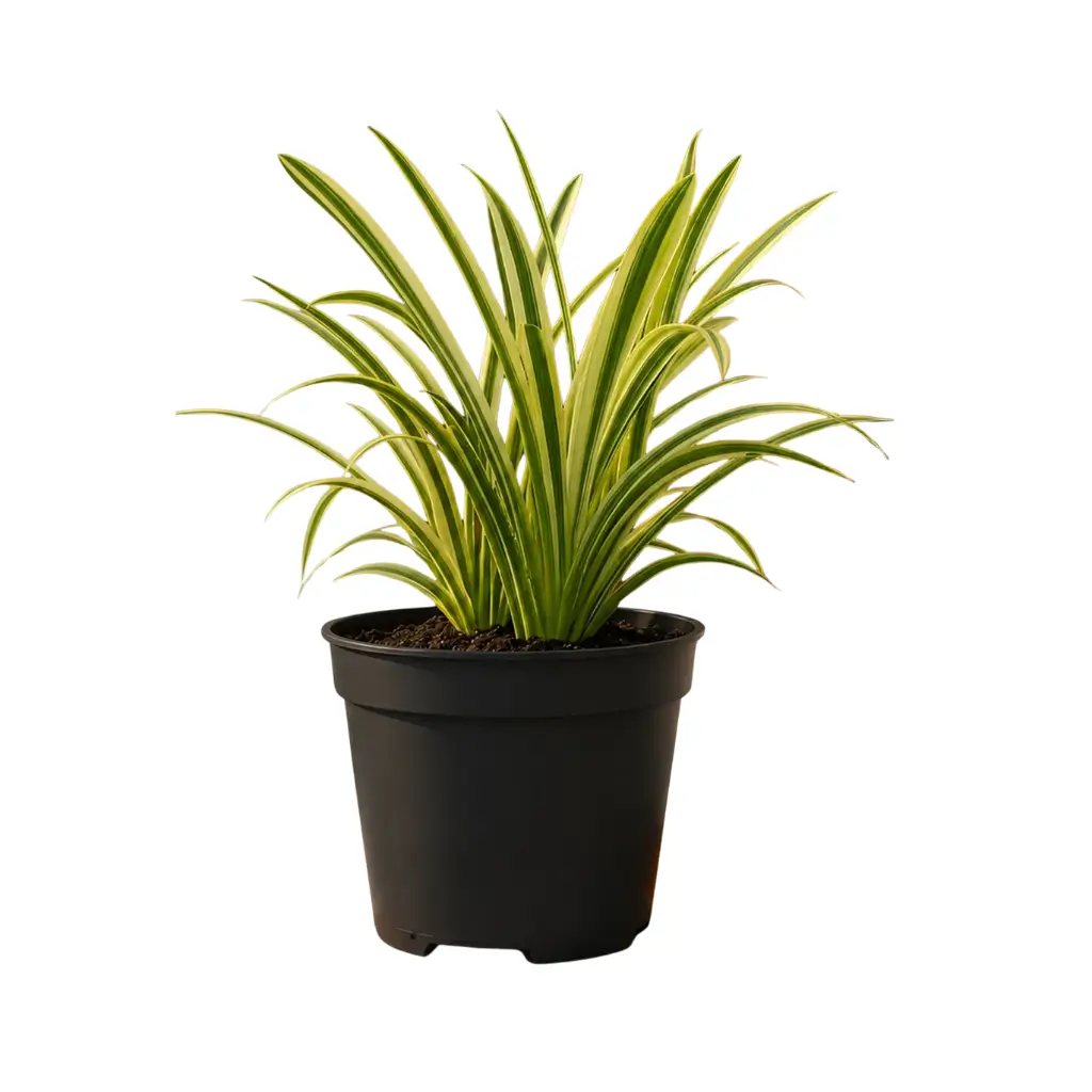 GREENX SPIDER LILY VARIEGATED