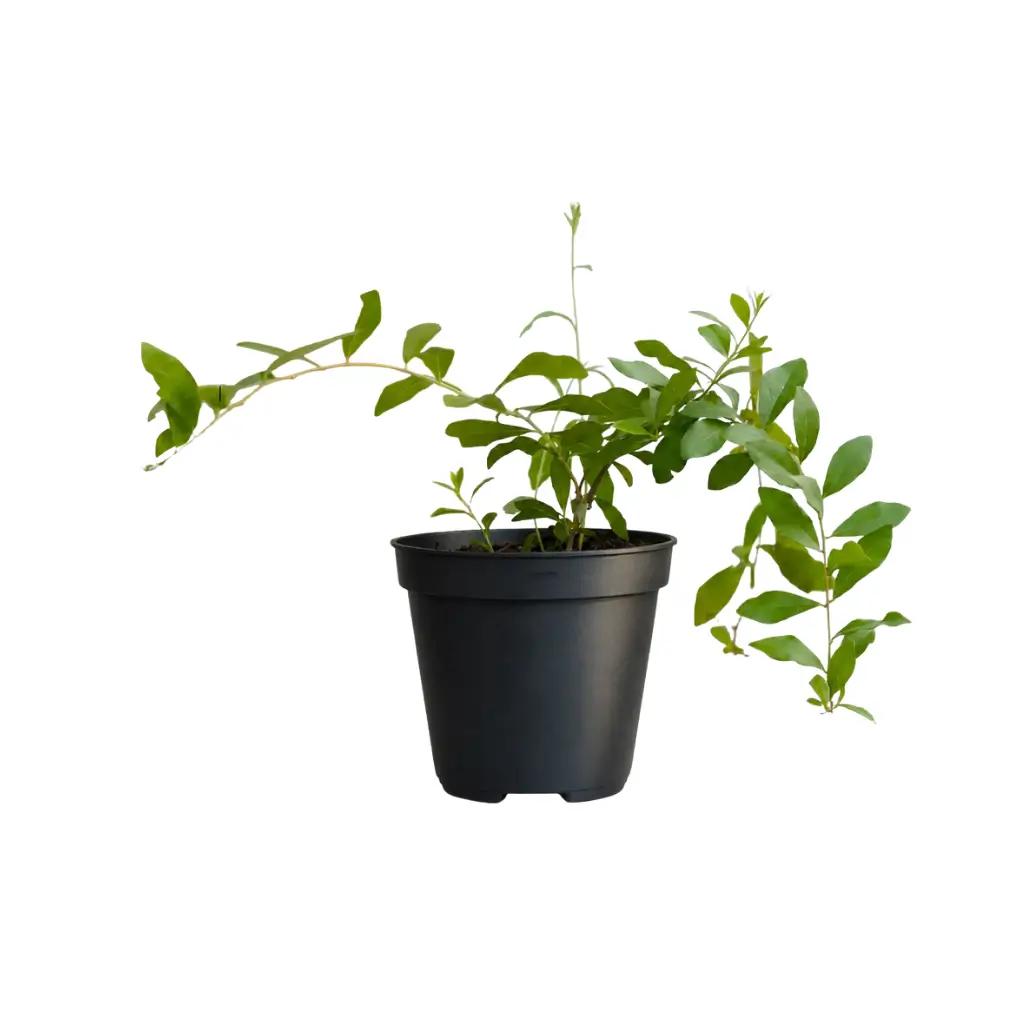 GREENX CURTAIN CREEPER