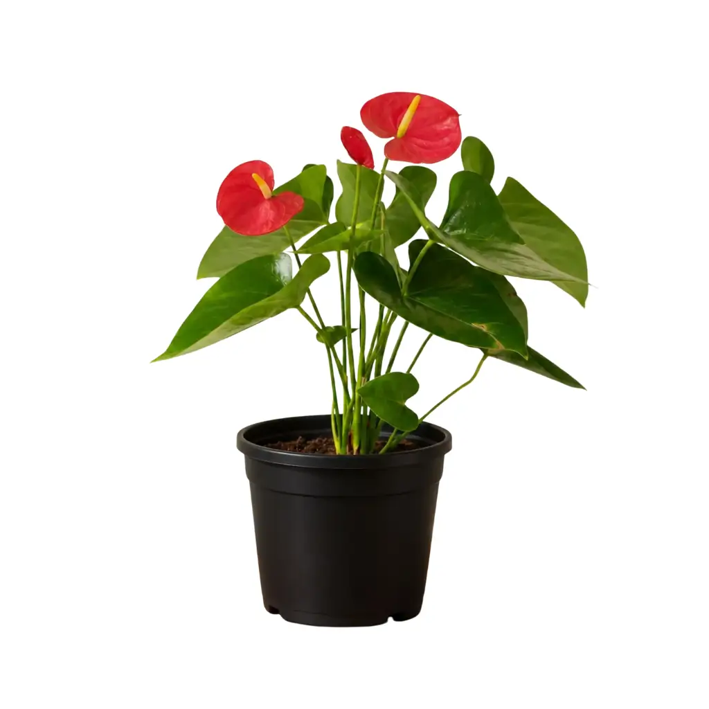 GREENX ANTHURIUM RED