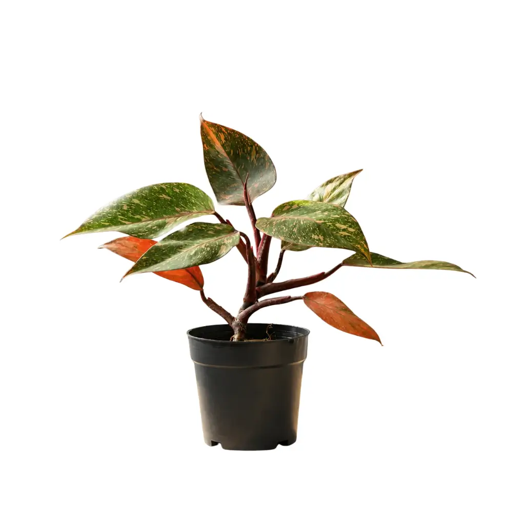 GREENX PHILODENDRON ORANGE PRINCESS