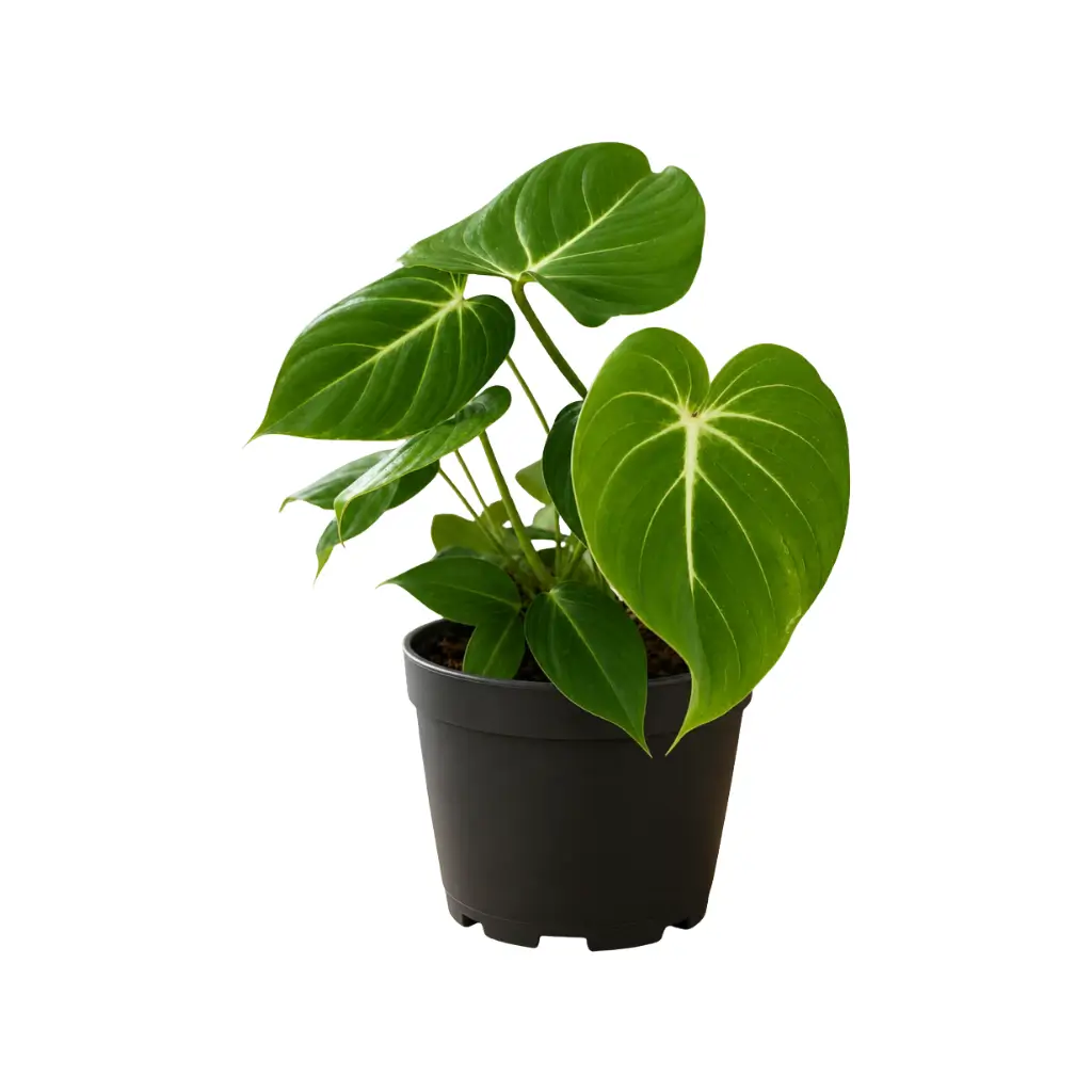 GREENX PHILODENDRON GLORIOSUM