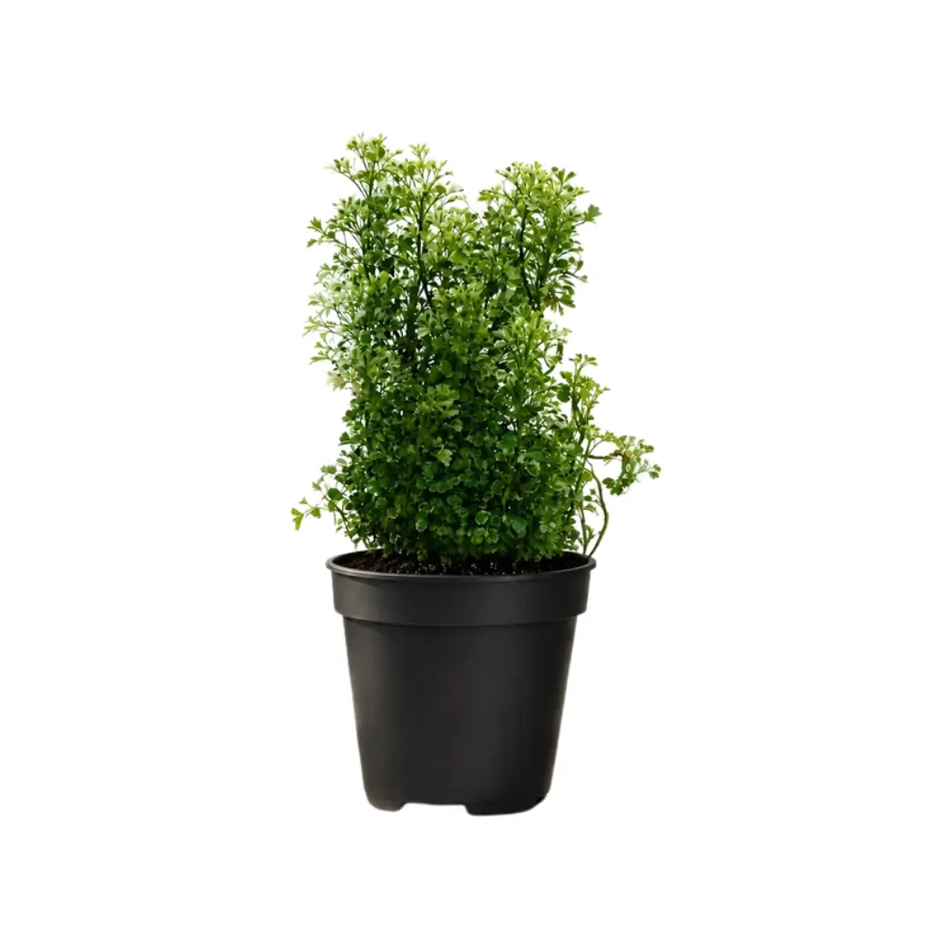 GREENX ARALIA VARIEGATED