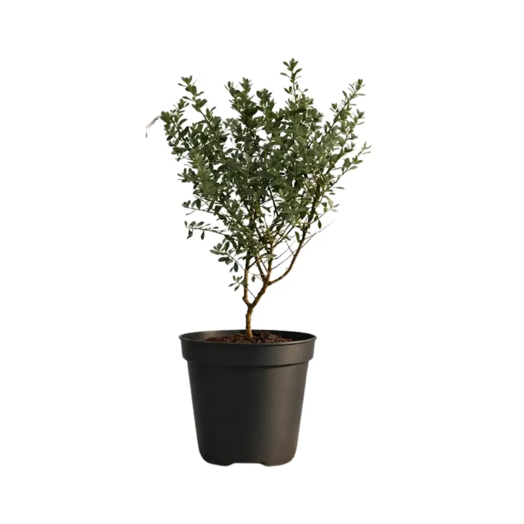 GREENX TEXAS SAGE