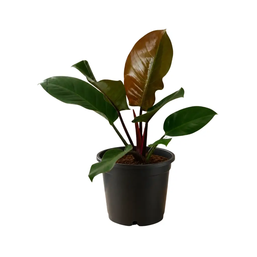 GREENX PHILODENDRON CARDINAL BLACK