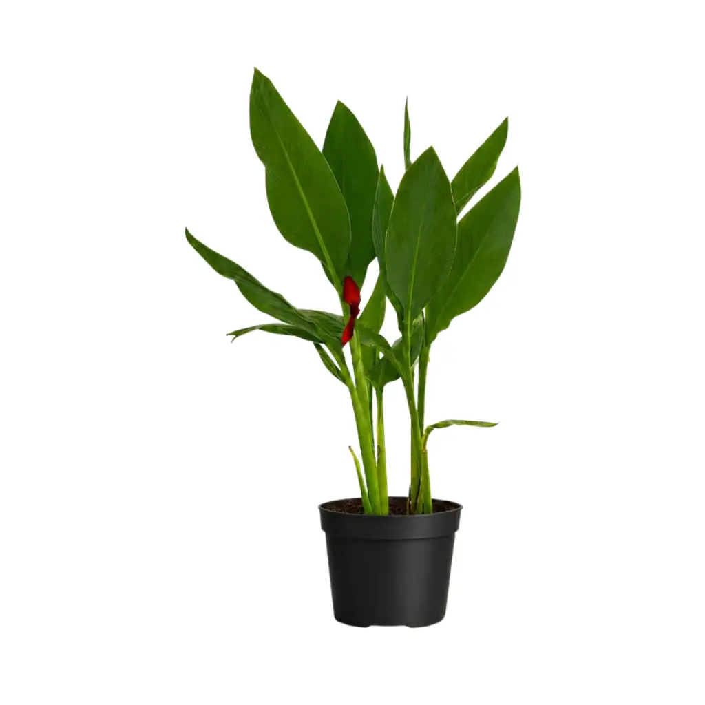 GREENX CANNA RED