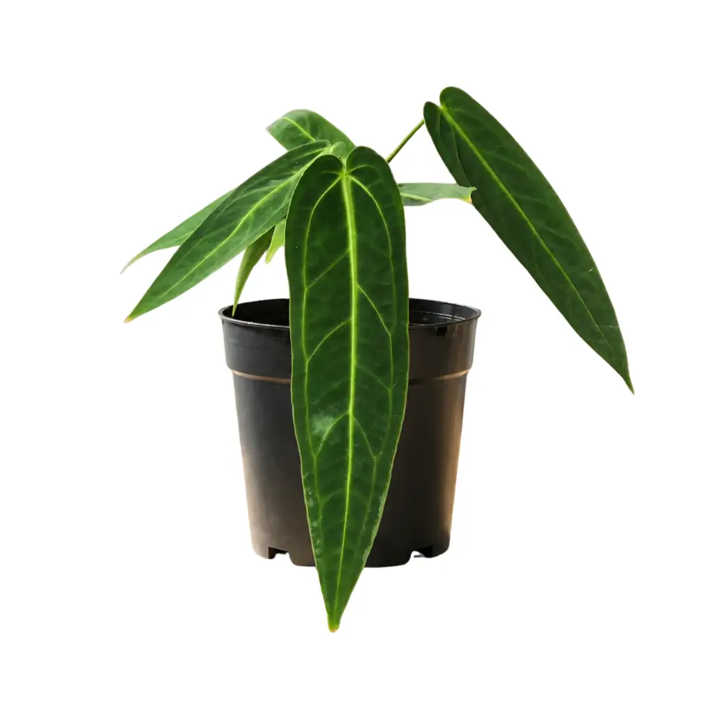 GREENX ANTHURIUM QUEEN