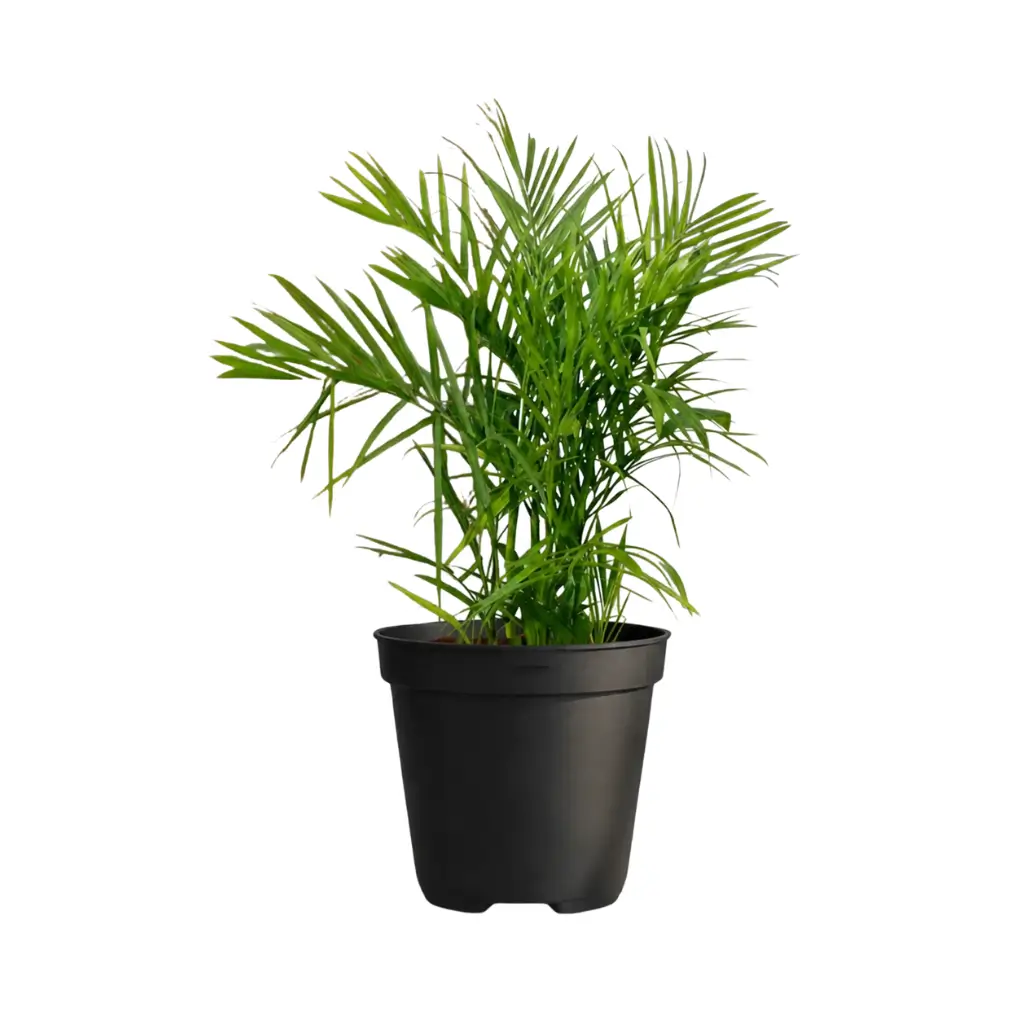 GREENX BAMBOO CANE PALM