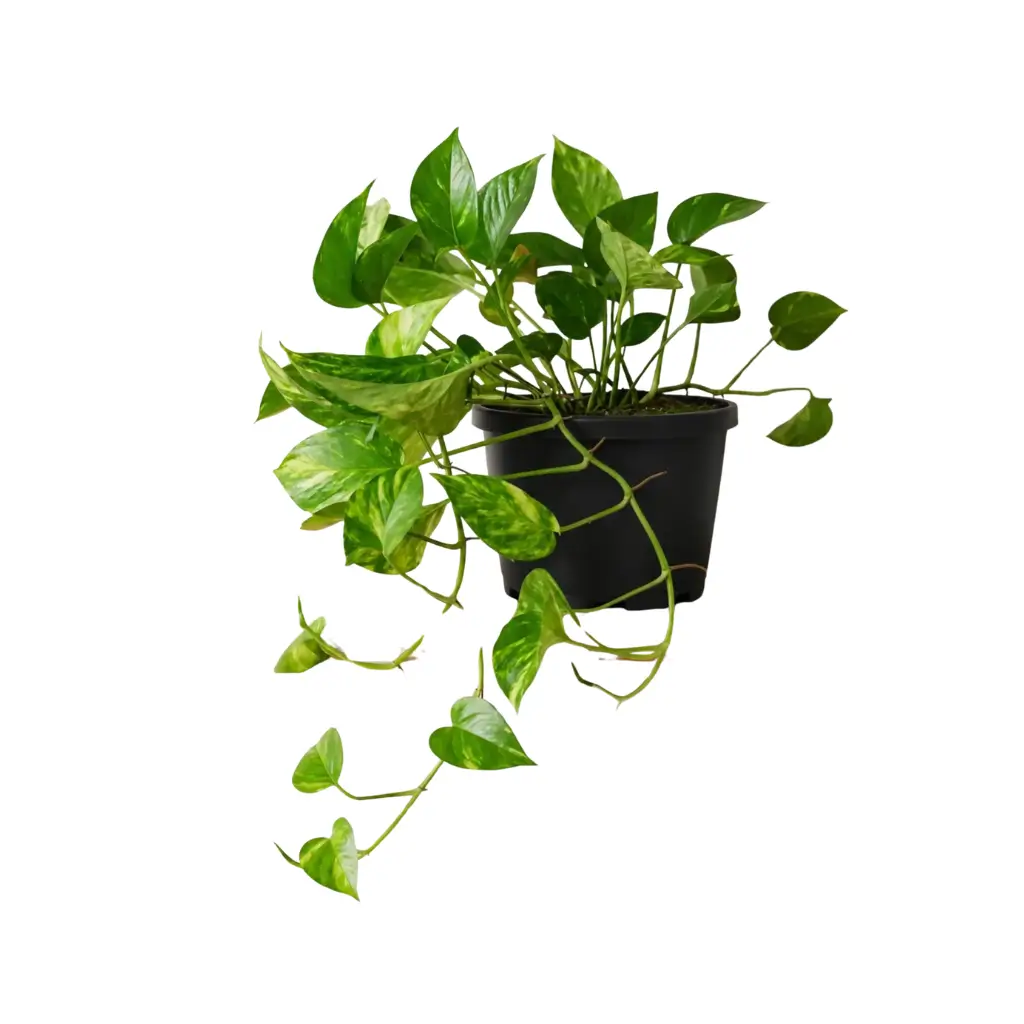 GREENX MARBLE QUEEN POTHOS