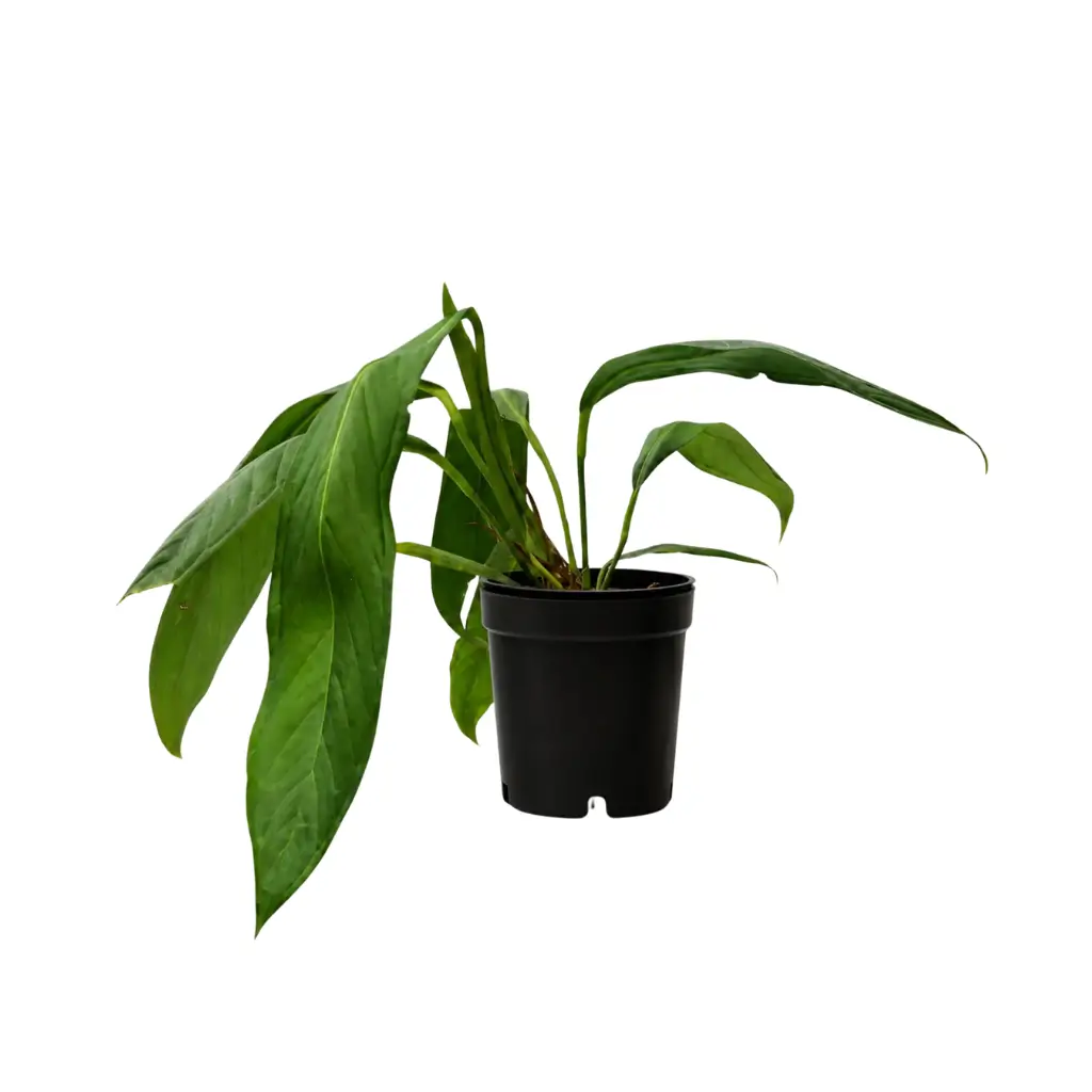 GREENX ANTHURIUM PALLIDIFLORUM