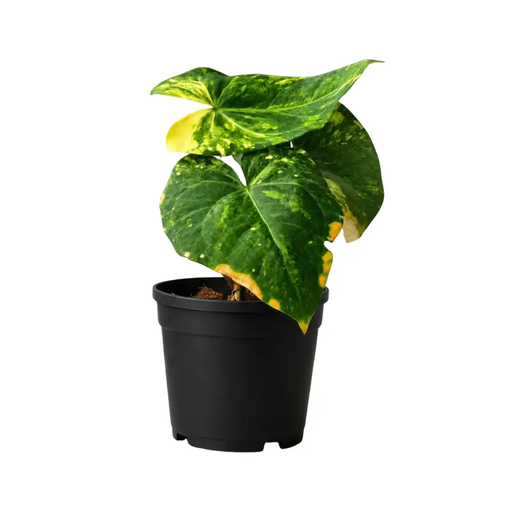 GREENX ANTHURIUM SWEET LOVE