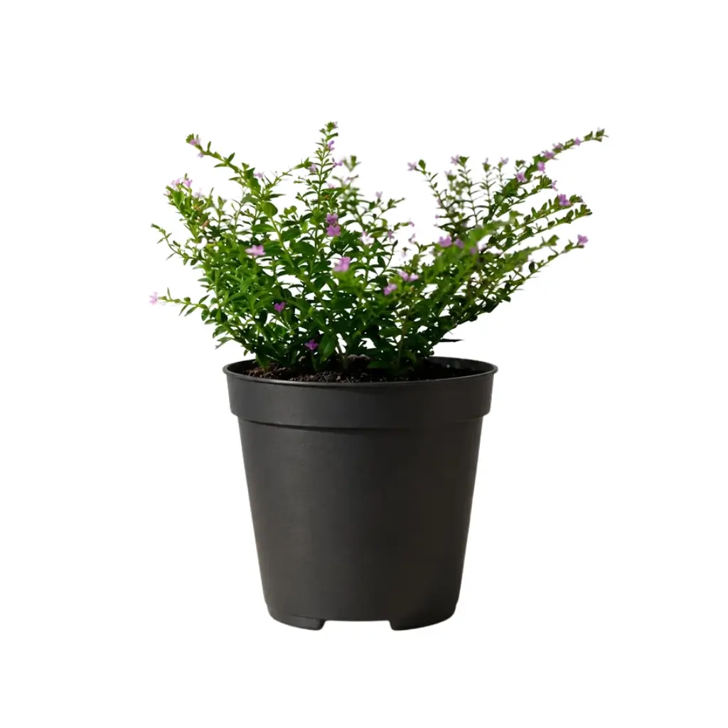 GREENX CUPHEA