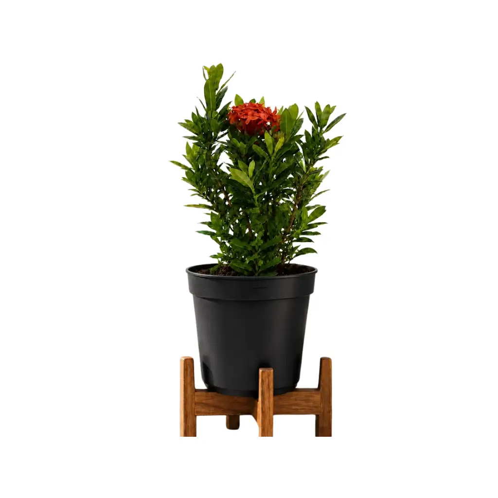 GREENX IXORA MINIATURE