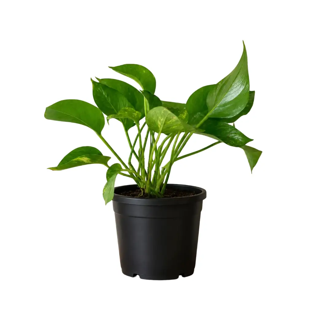 GREENX JADE POTHOS