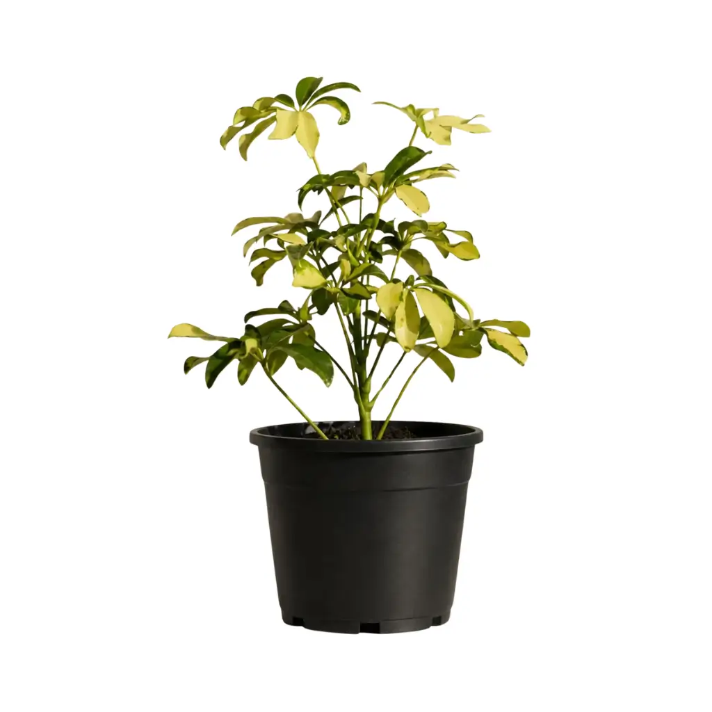 GREENX SCHEFFLERA VARIEGATED