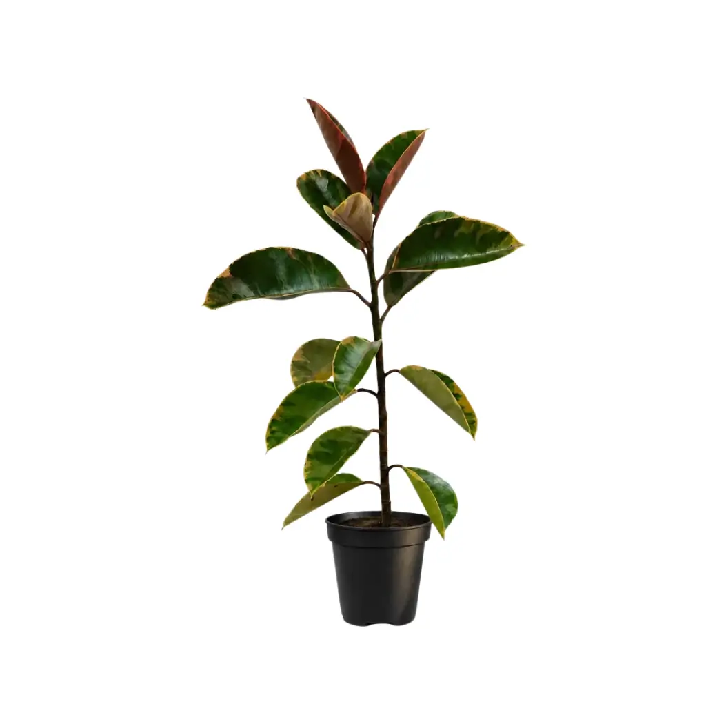GREENX VARIEGATED RUBBER PLANT
